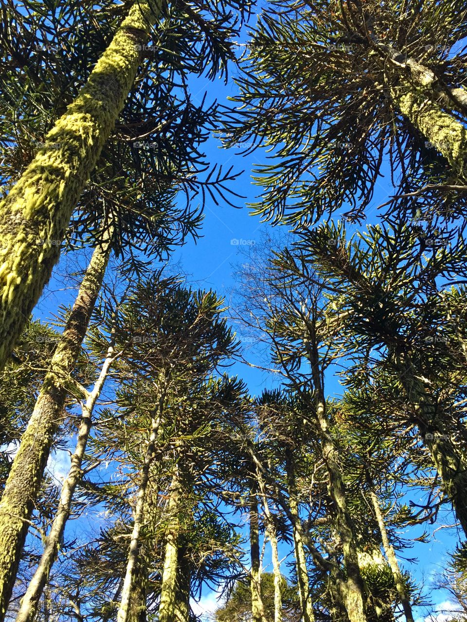 Hiking in southern Chile 