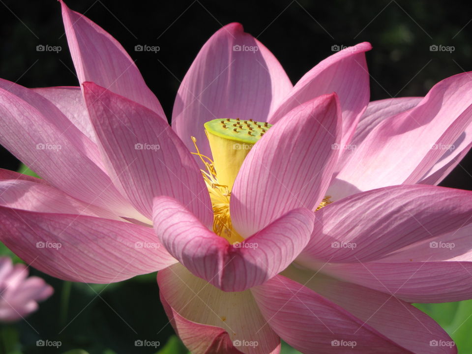 Pink Water Lilly with a black background.