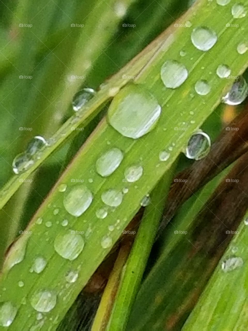 raindrops on grass