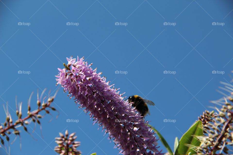 Flower with bumblebee
