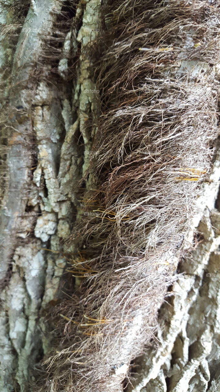 Hairy Looking Vine on Tree