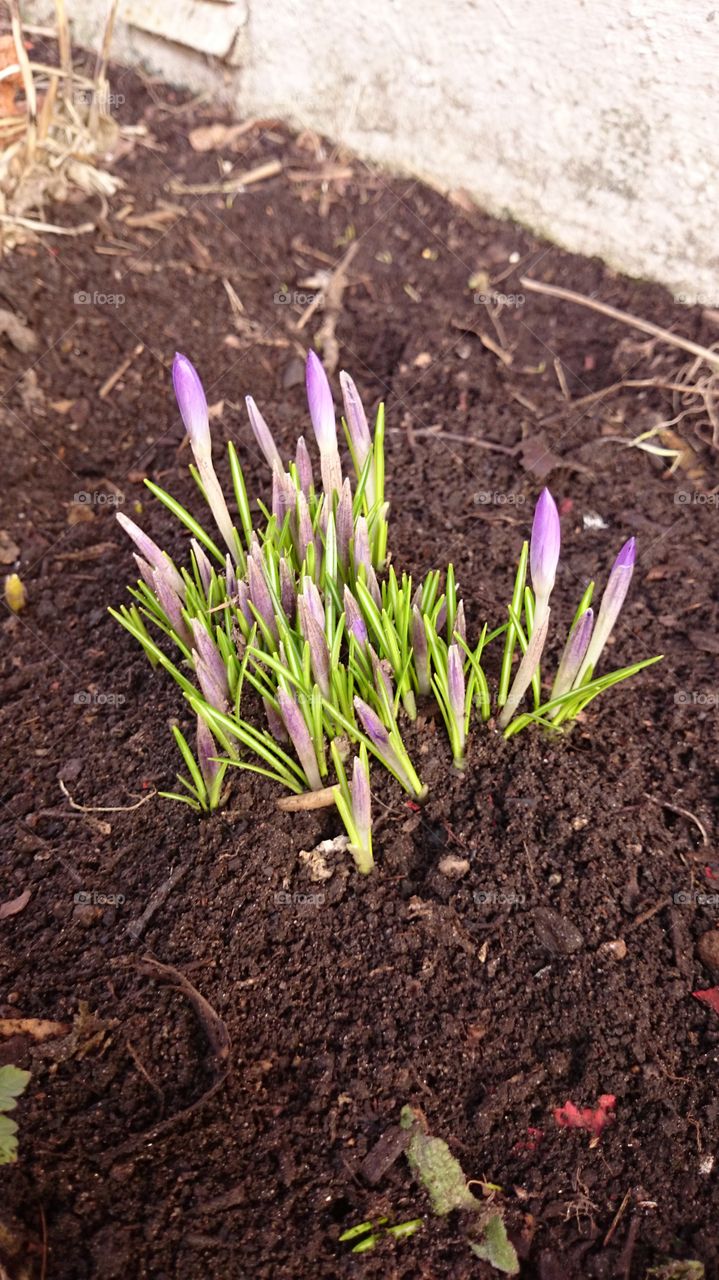 Crocus looking up 