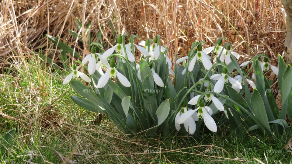 Flower Snowdrops
