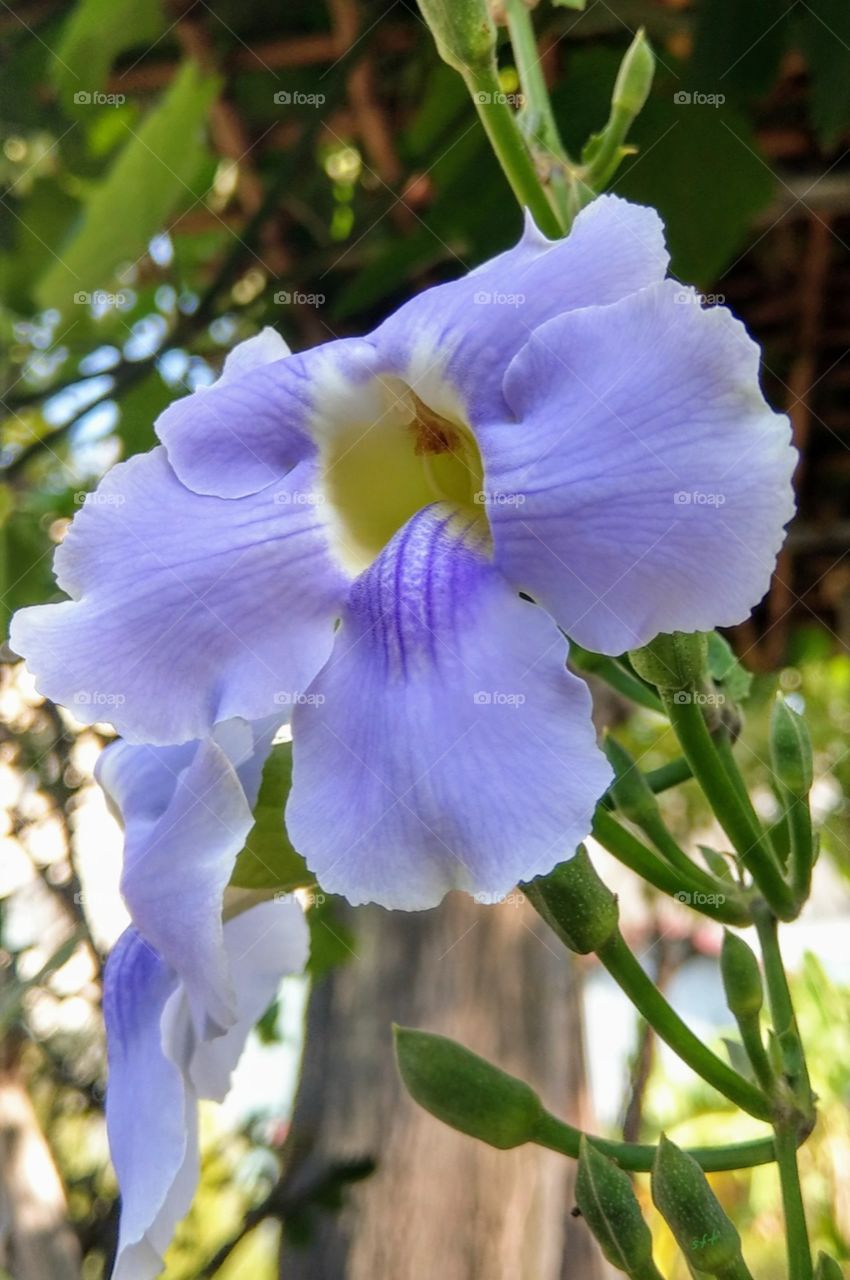 A closeup for Large-flowered thunbergia, it is so elegant, so beautiful, bewitching.