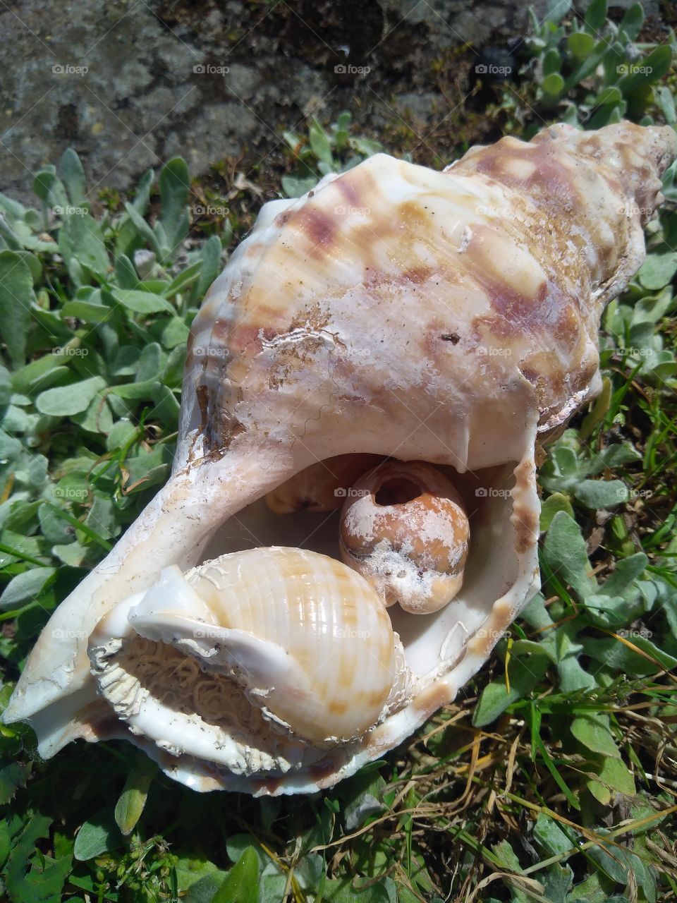 Sea shells on the grass