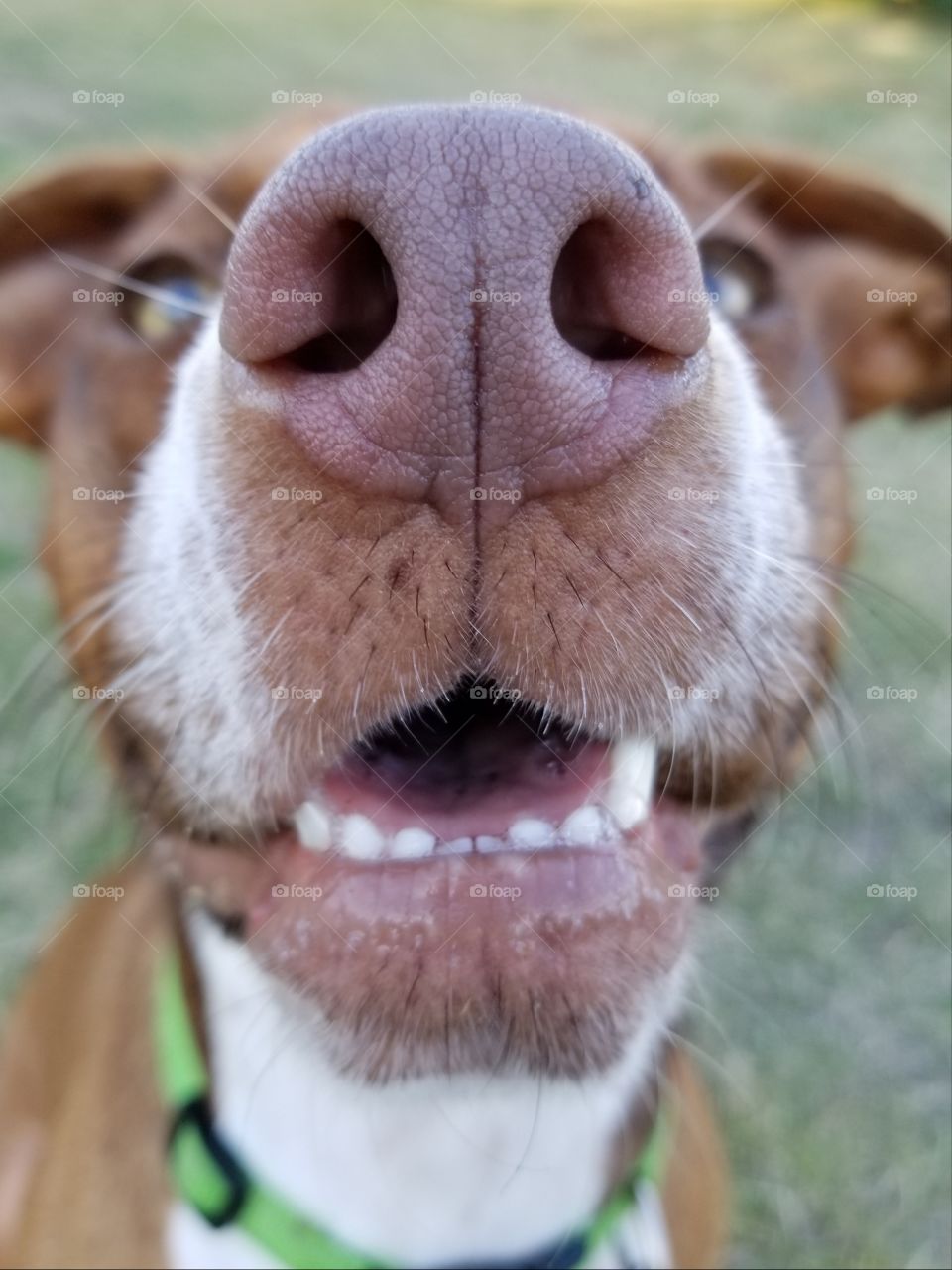 Close up of a Happy Dog with a big smile and a red nose