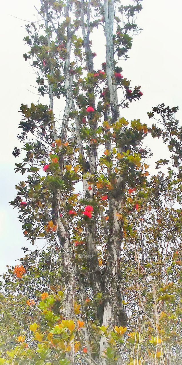 Ohi'a Lehua Blossoms 2