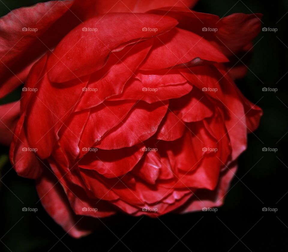 the last red rose