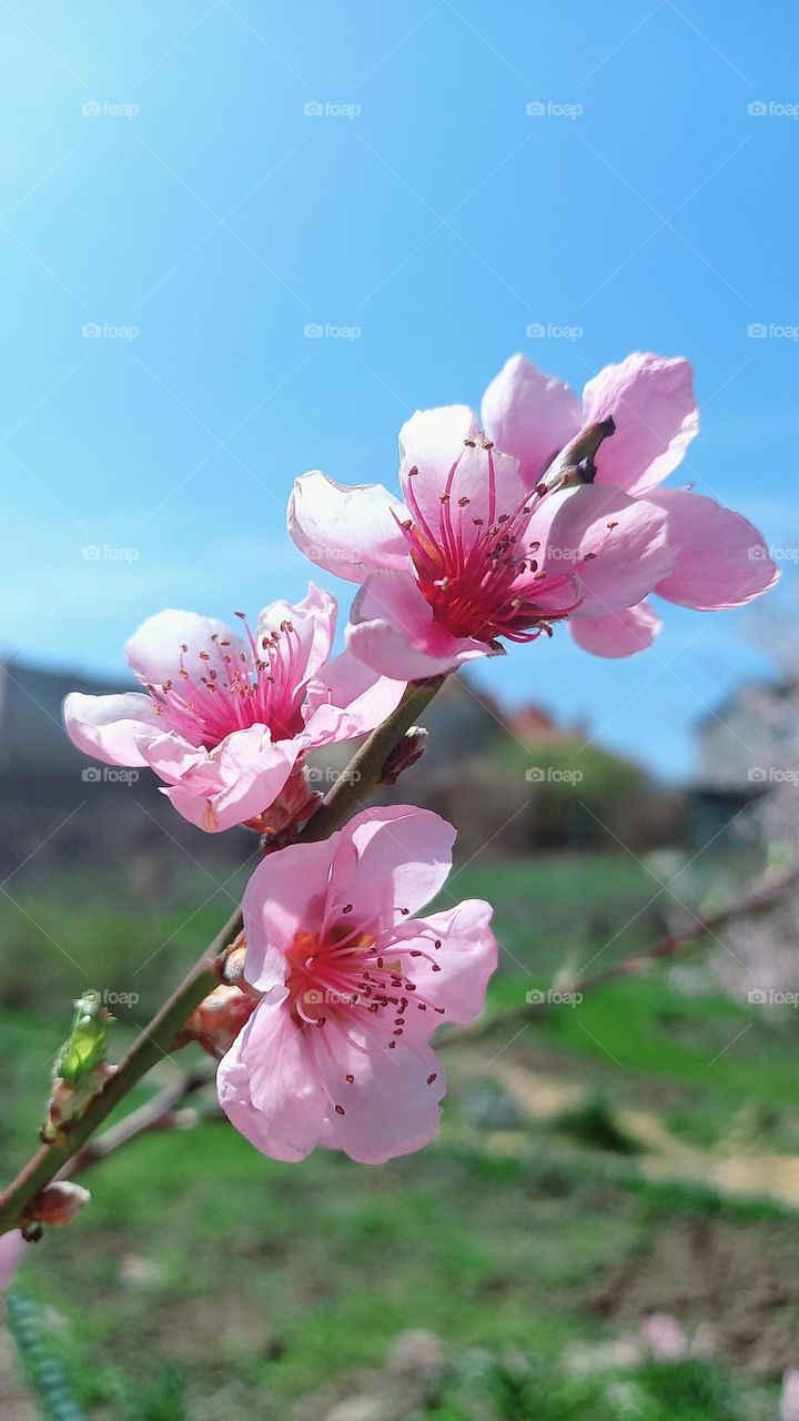 spring flowers