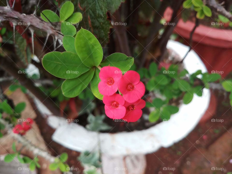 flower