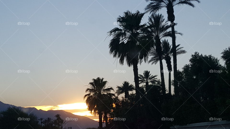 Tree, No Person, Beach, Palm, Seashore
