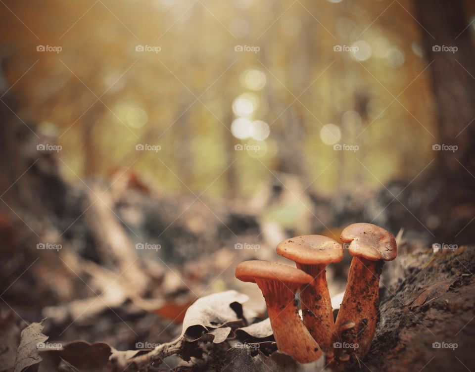 A walk through the forest. Three mushrooms growing near a giant tree surrouned by fallen leaves.