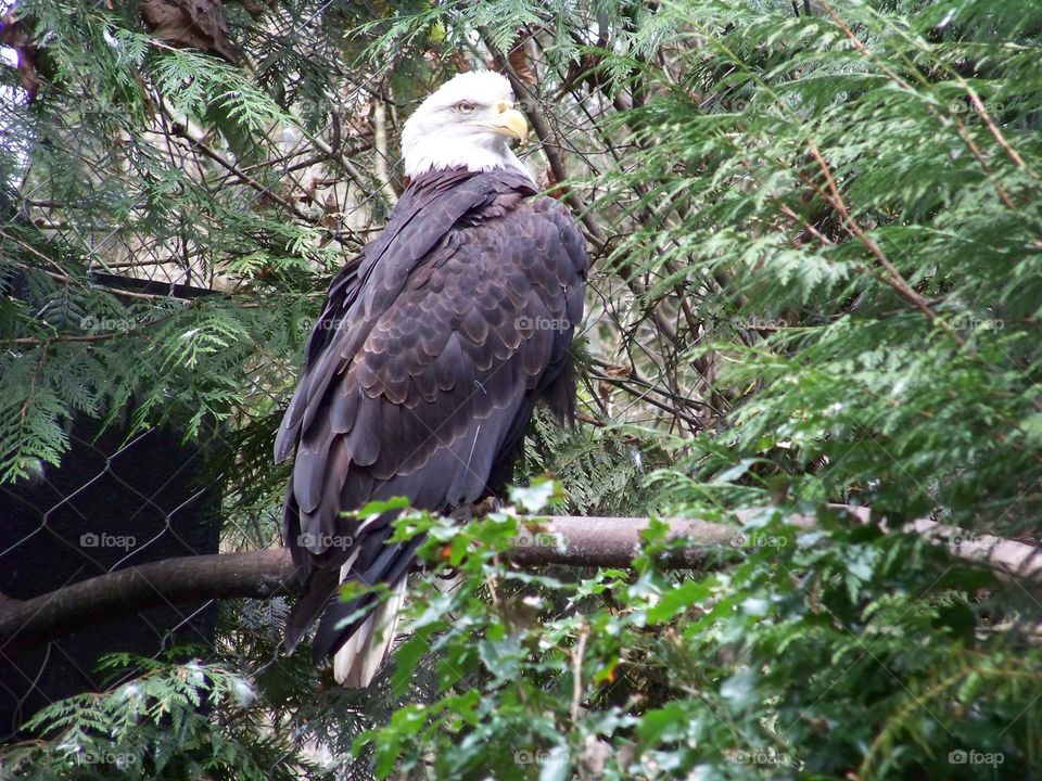 American bald eagle at the Portland, Oregon zoo