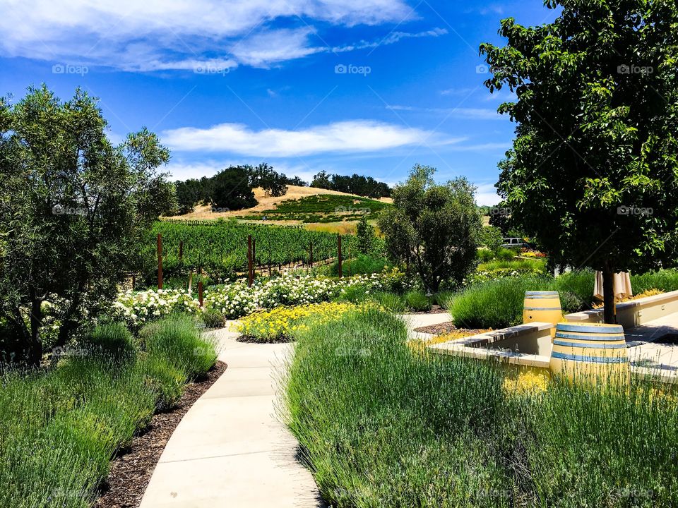 The Justin Vineyard in Paso Robles, CA