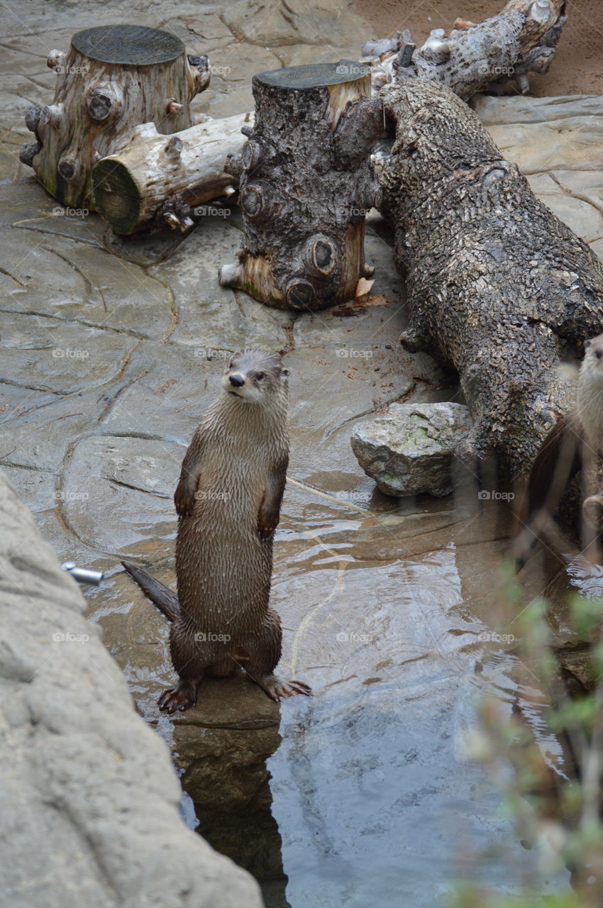 curious Otter