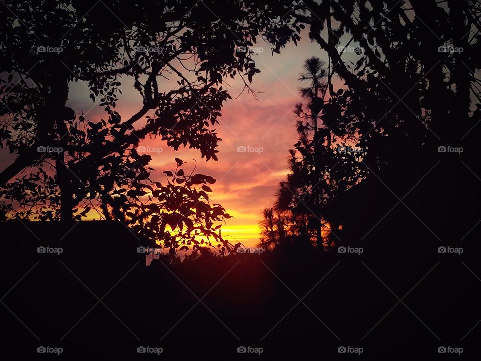 Tree, Backlit, Silhouette, Sunset, Dawn