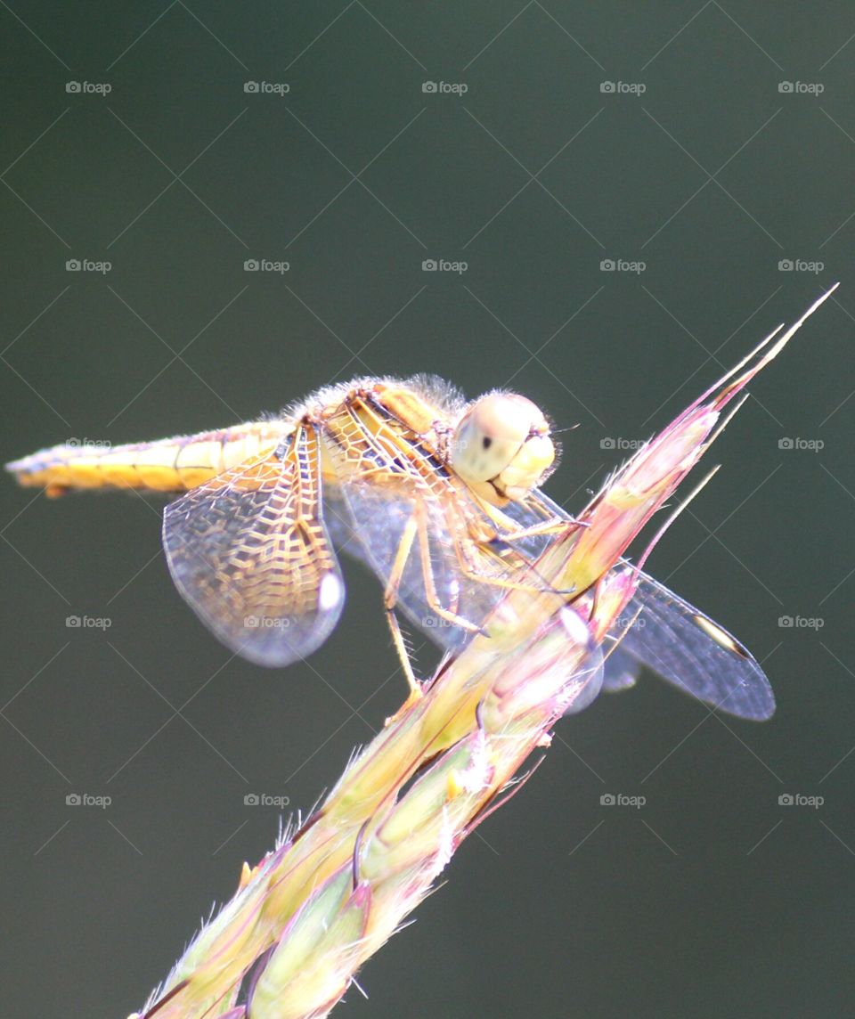 Dragonfly sitting on grass steam