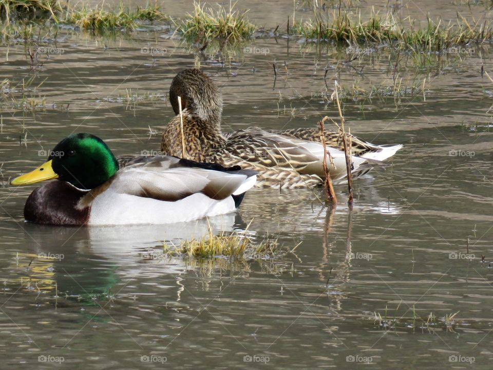 High angle view of duck