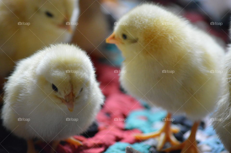 cute chicks in macro