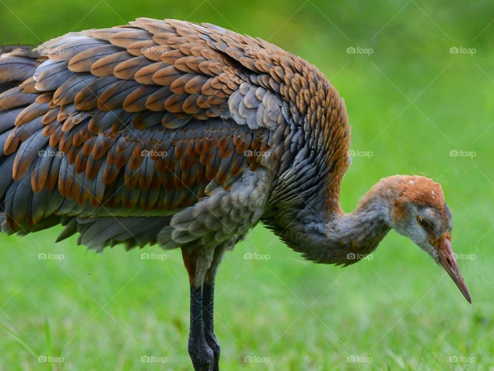 Bird, Wildlife, Animal, Nature, Beak