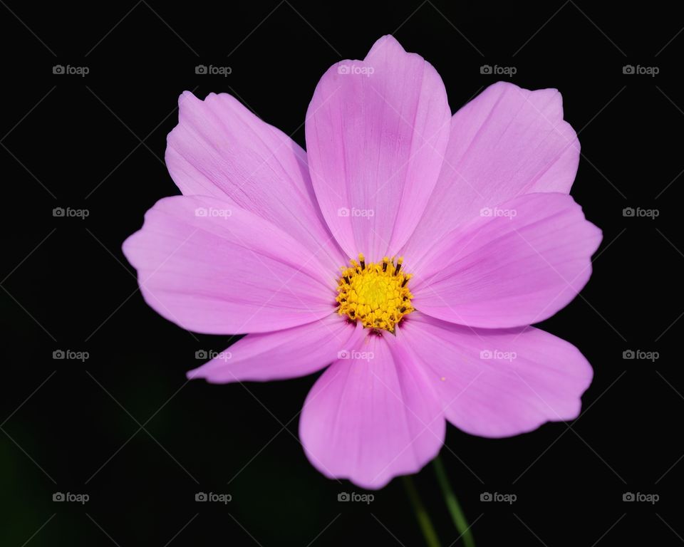 Garden cosmos