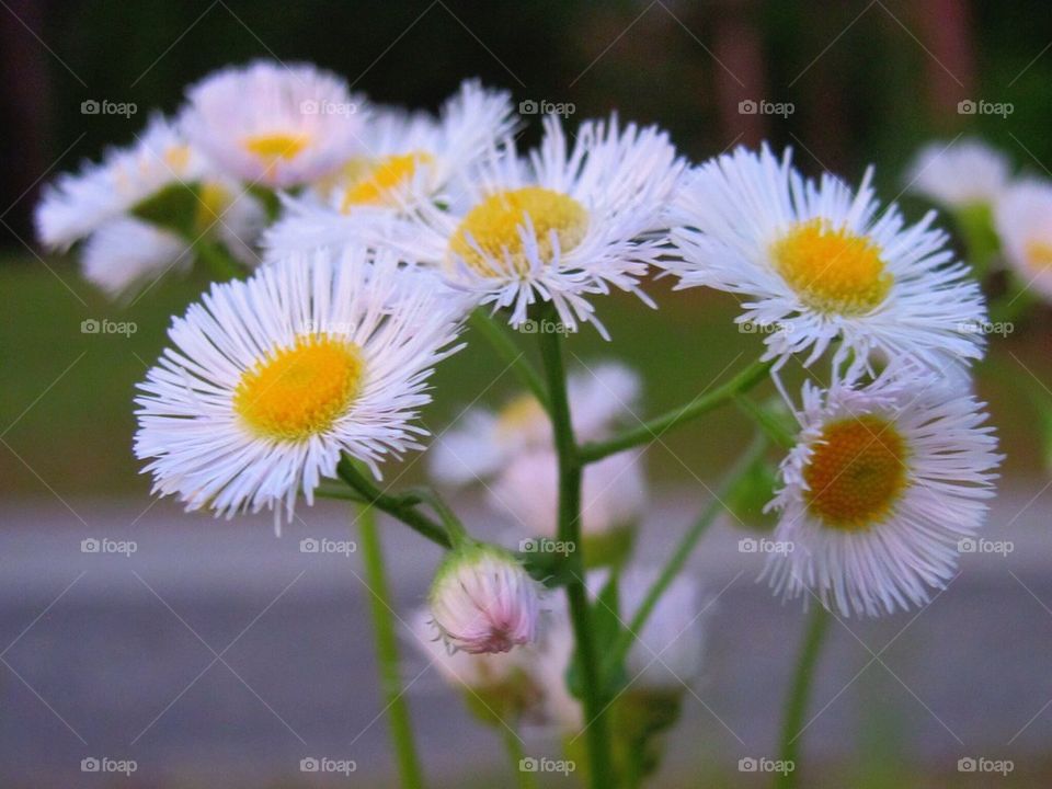 Little flowers 