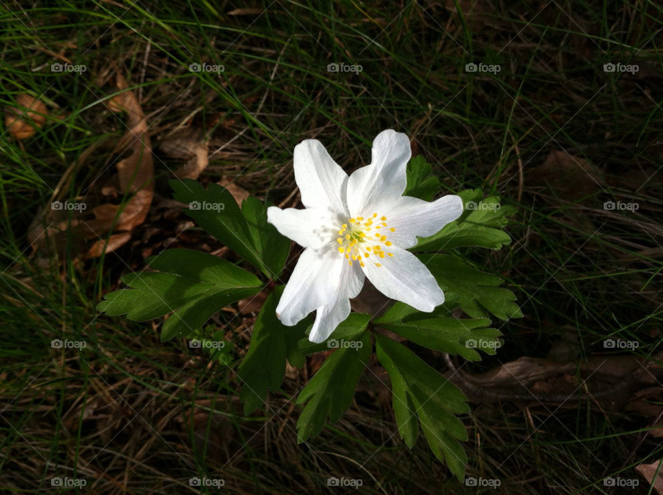 botany nature flower white-wood-anemone by bj