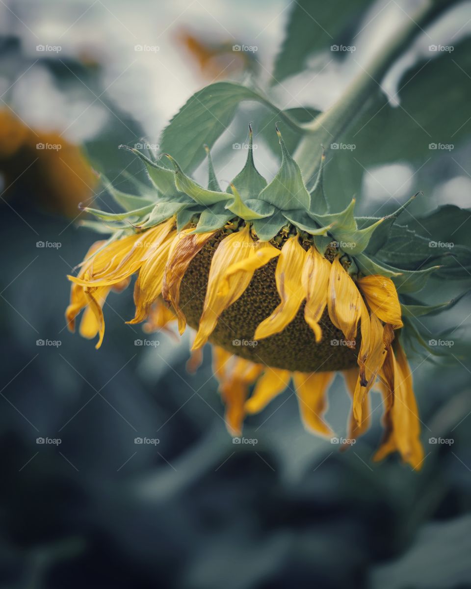 sunflower 1