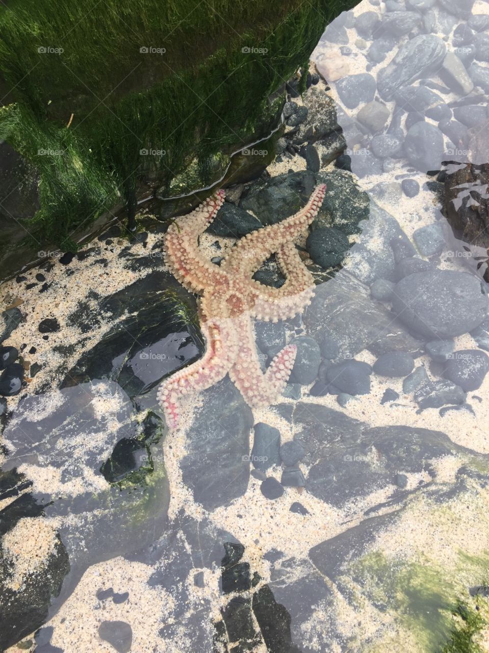 Starfish in rock pool 