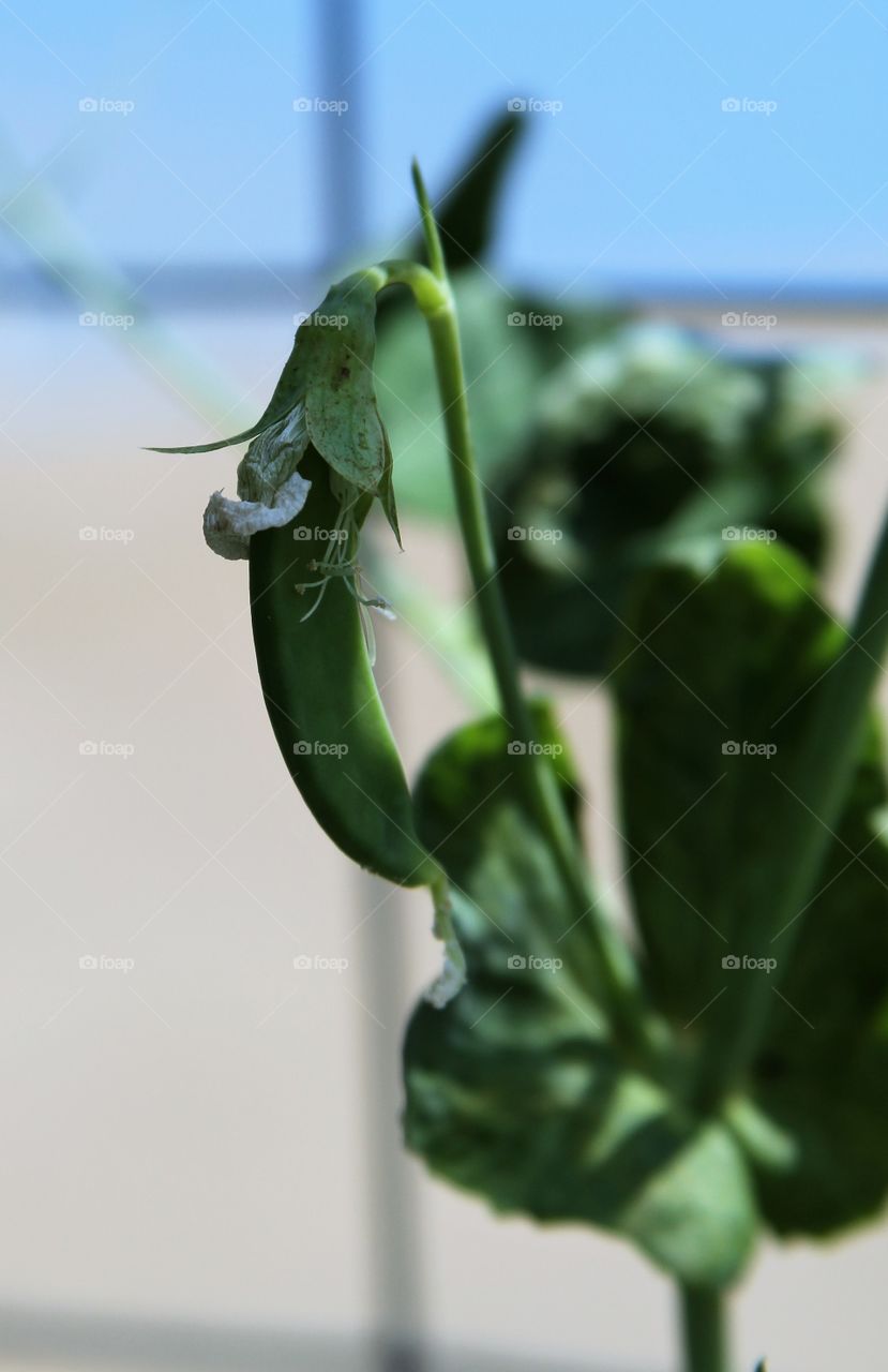 snow peas in garden.