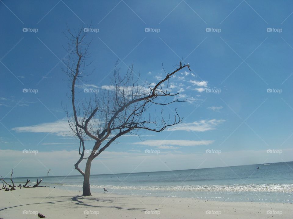Tree at the beach