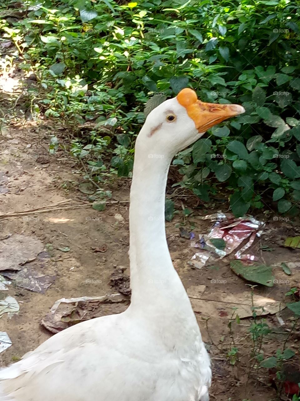 duck