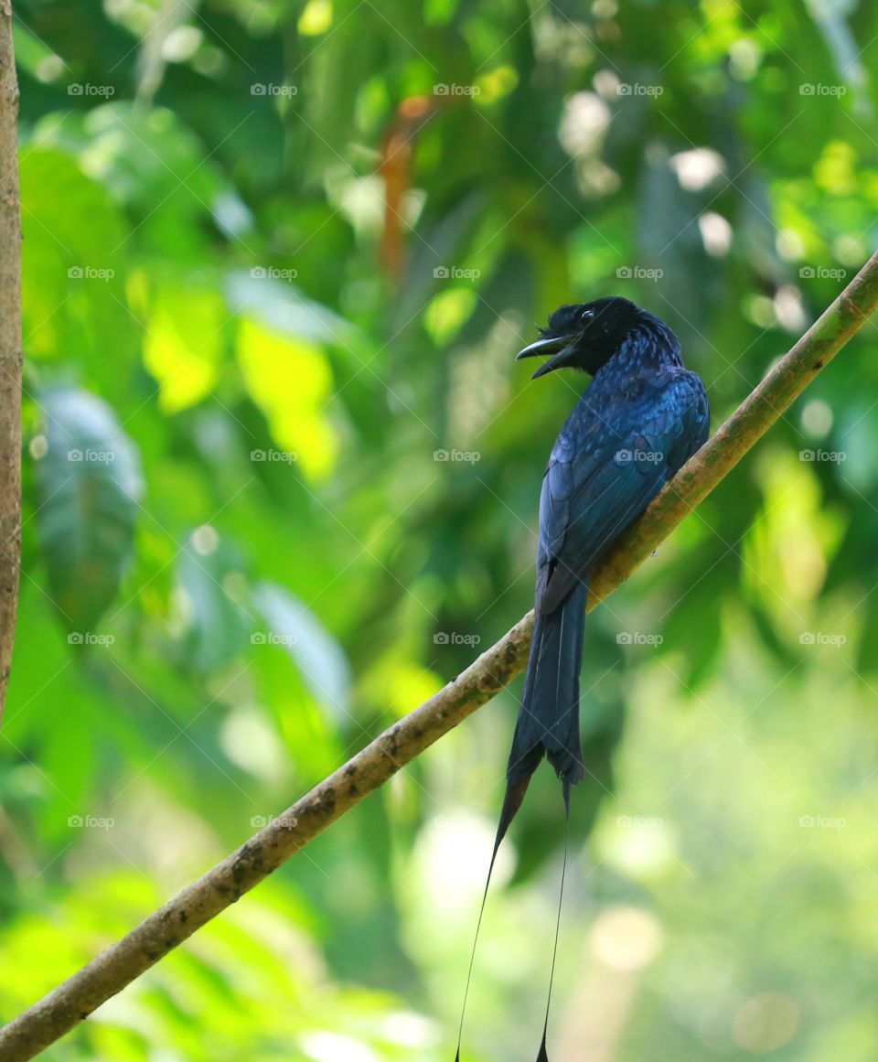 Racket-tailed drongo