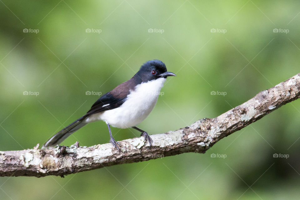 Bird ID - Dark Blacked Sibia 