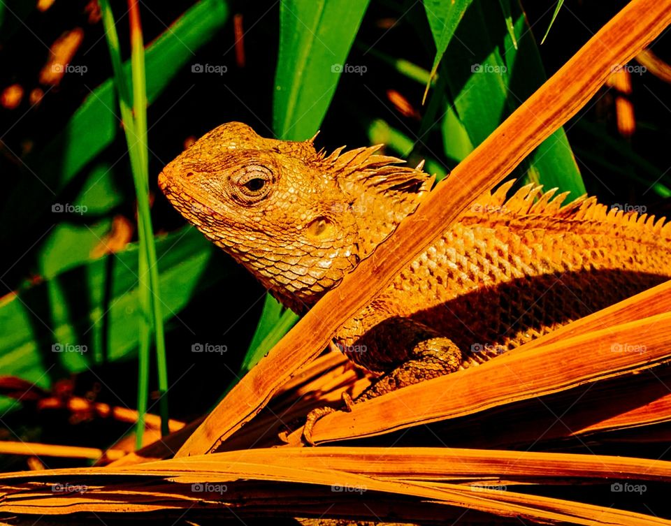 Oriental Garden Lizard - sun bask