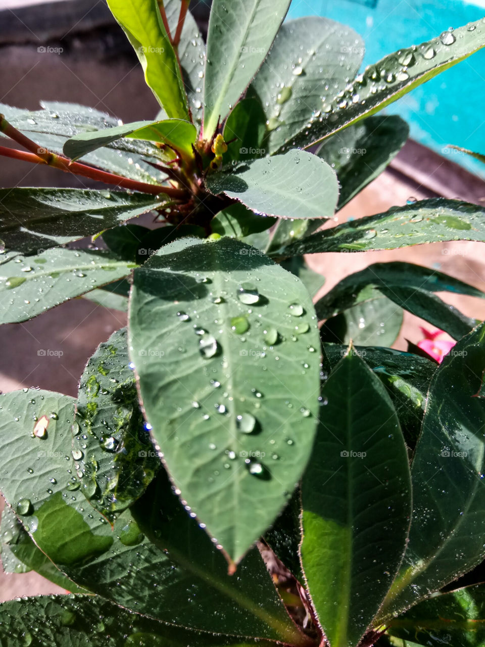 watery leaf
