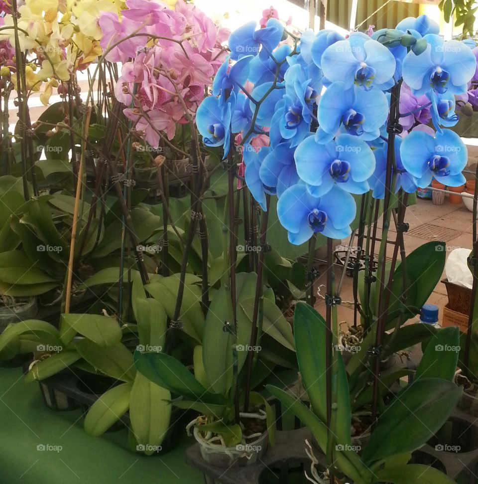 Orchid flowers in yellow, blue and pink color in household pots