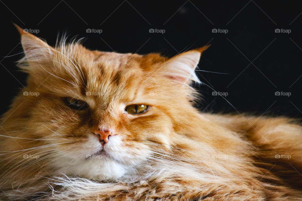 Portrait of a sleepy, ginger cat