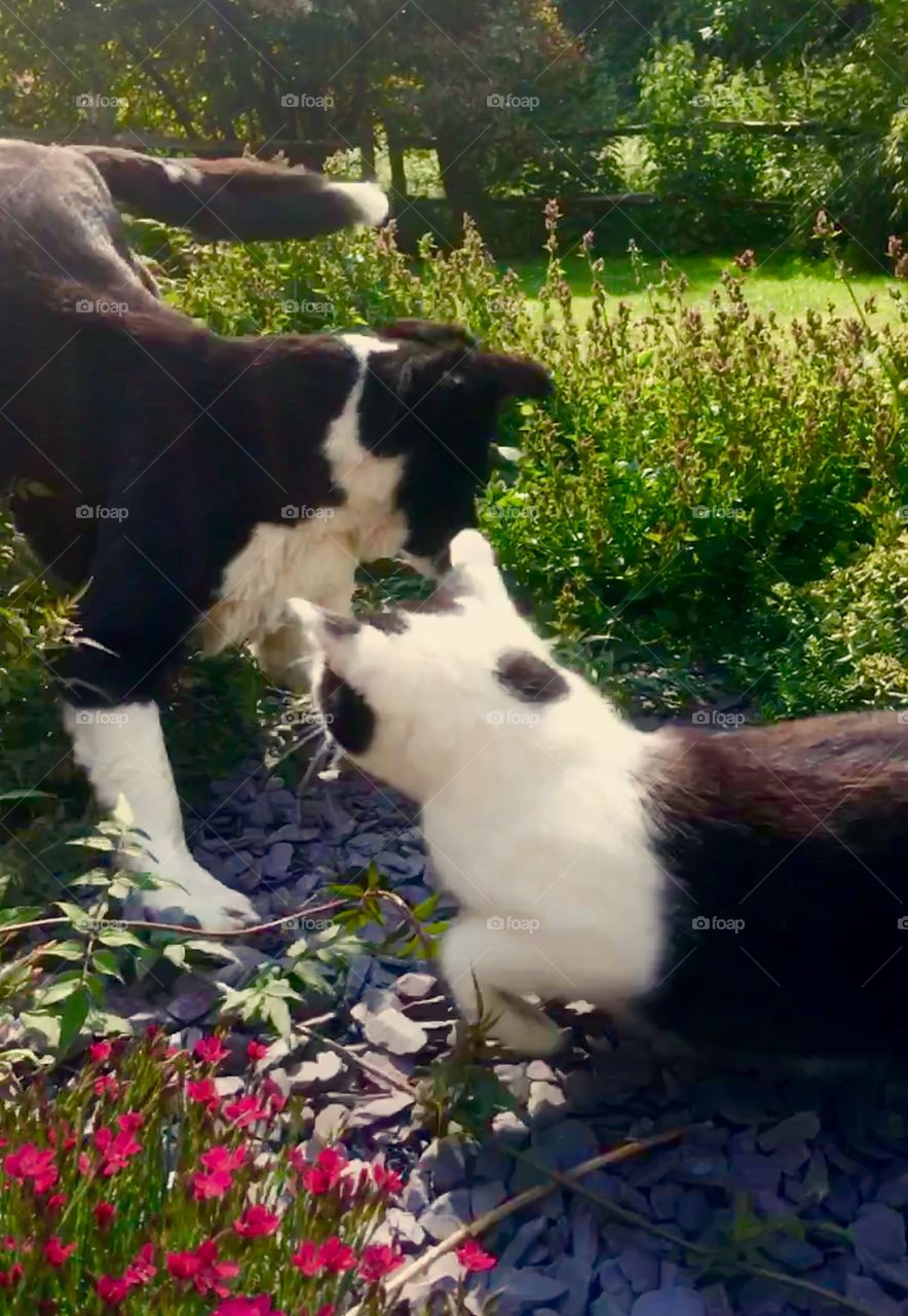 Cat and dog fun fight . Both black and white 