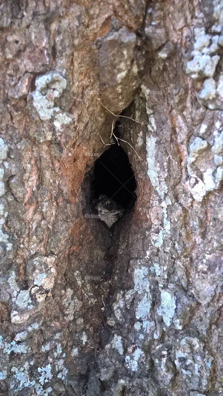 Frog hiding in tree