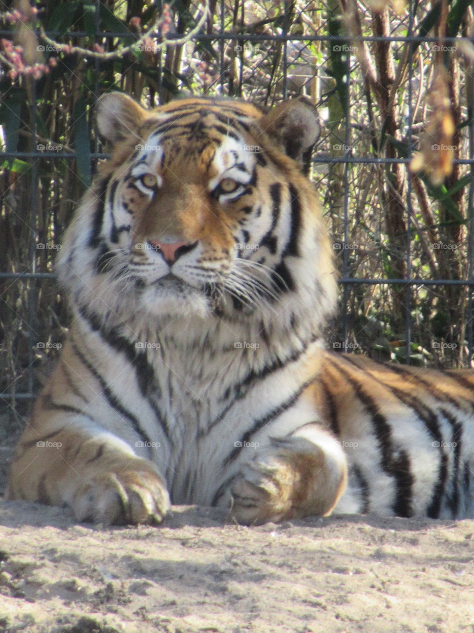 Majestic tiger photo taken at cologne zoo in germany