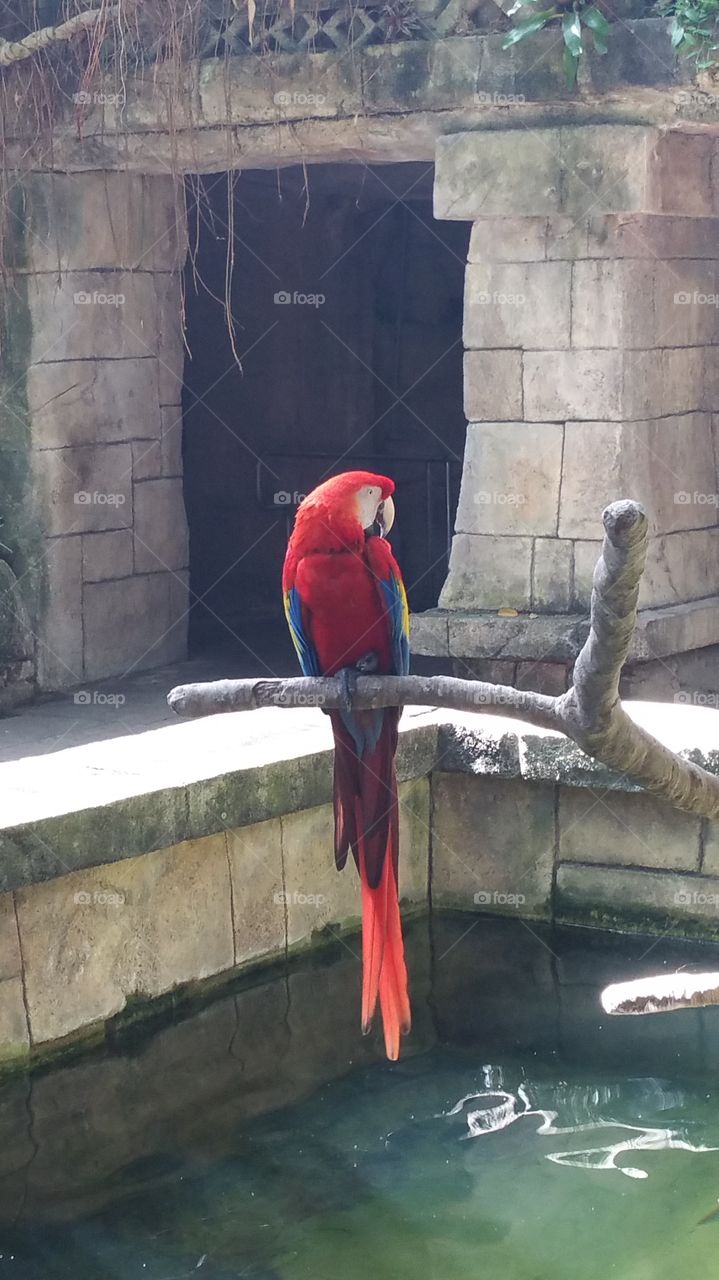 Red Parrot perched