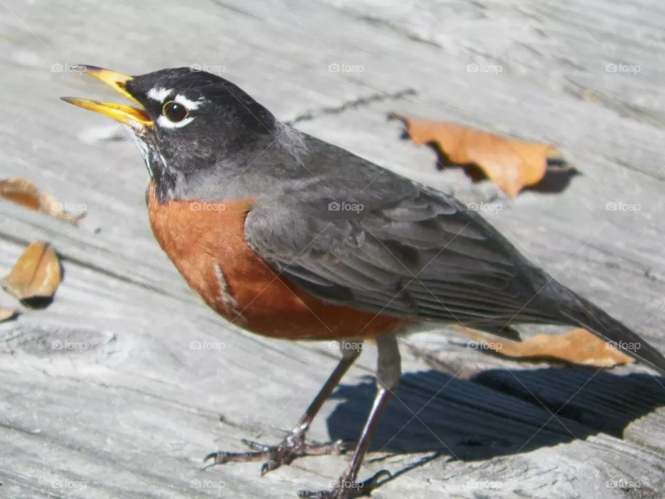 Deck bird