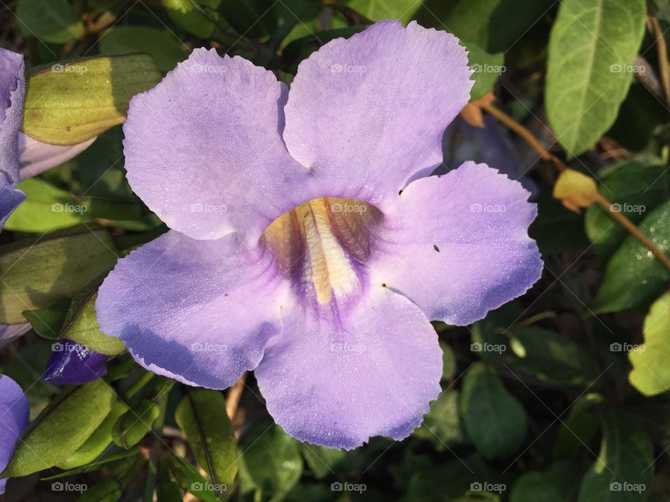 The violet flower 