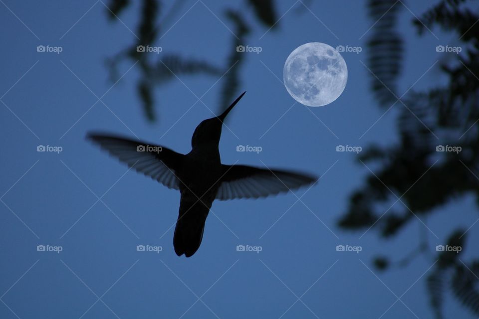 full moon and silhouetted hummingbird