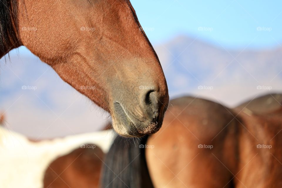 Young wild chestnut coloured American mustang horse 