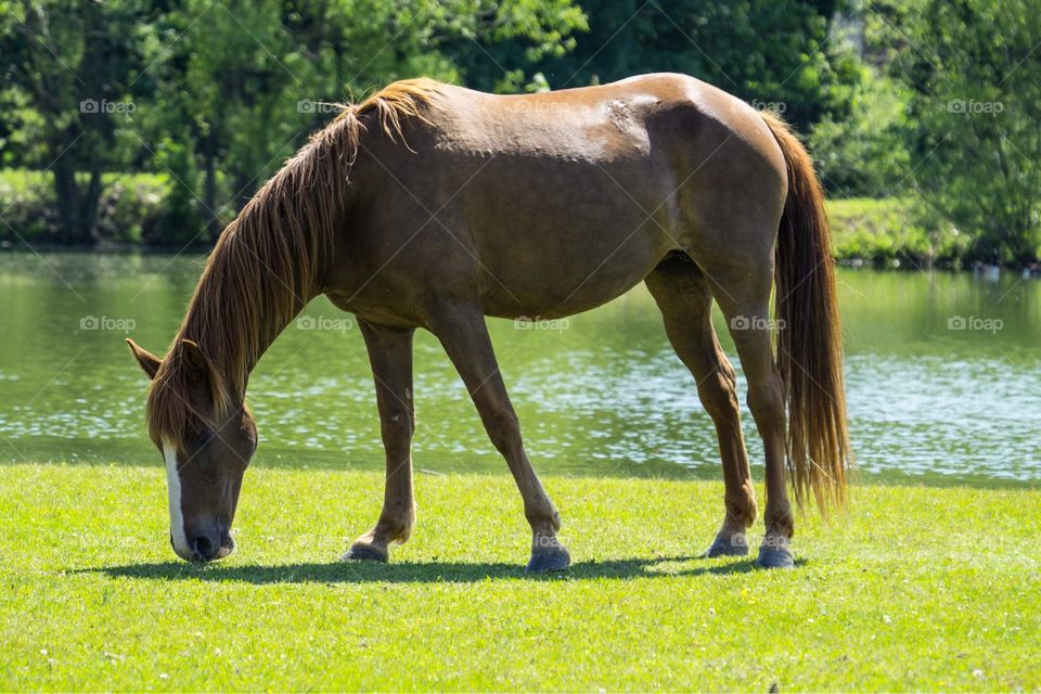 Grazing Time