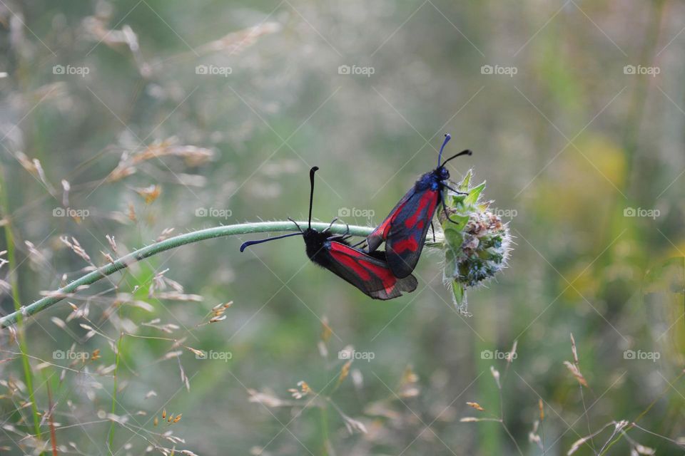 two beetle butterflies love in green grass summer time