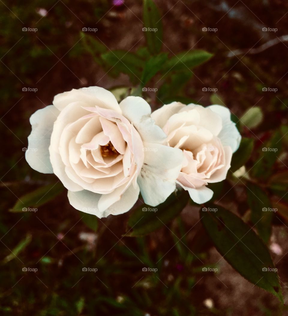 🌼#Flores do nosso #jardim, para alegrar e embelezar nosso dia!
#Jardinagem é nosso #hobby. 
🌹
#flor #flowers #flower #pétalas #garden #natureza #nature #flora #photography 
#fotografia