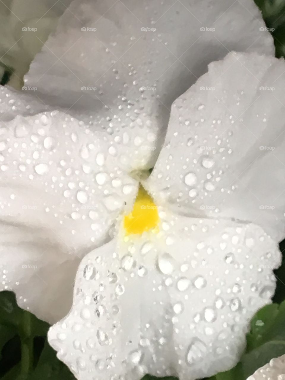 White pansy covered with rain drops 
